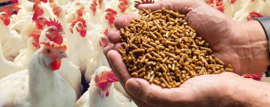 poultry feed formulation